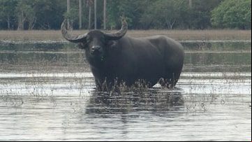 Búfalos estão devastando reserva biológica em Rondônia. Foto: Lidiane França/ICMBio